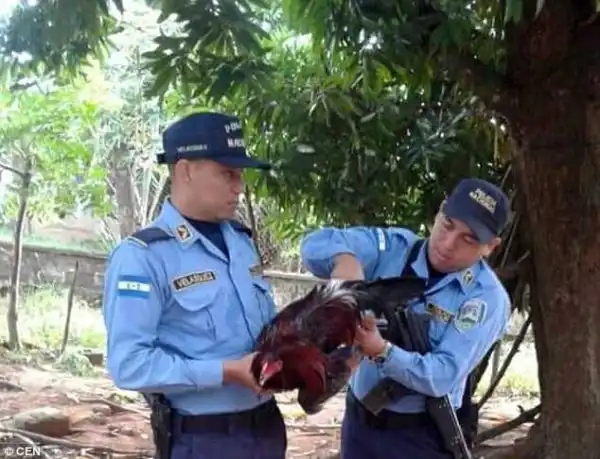Chicken Locked In Prison For Causing Chaos After Invading A Neighbour